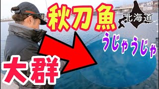 釣れる釣れる！秋刀魚の大群が来た！｜北海道のサンマ釣り（オホーツク・紋別方面）（2022年）