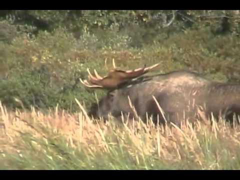 ቪዲዮ: Bull Moose ያገለገሉ ሲዲዎችን ይገዛል?