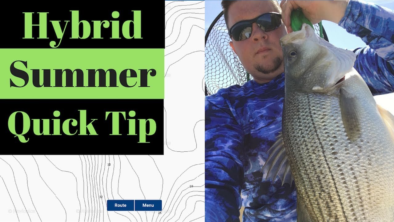 Summer Hybrid Fishing Quick Tip