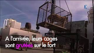 Fort Boyard Les Tigres Sont De Retour