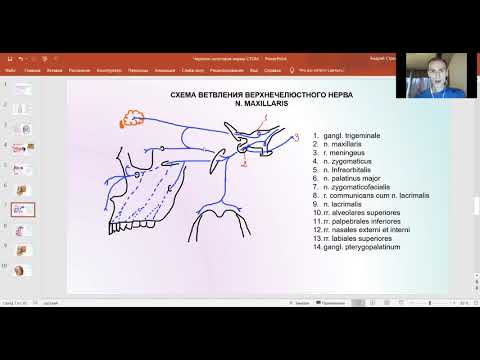 Video: Špičková Anatómia Nervového Nervu, Funkcia A Diagram Karosárske Mapy