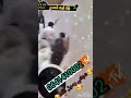 طانطان اعراس الصحراء