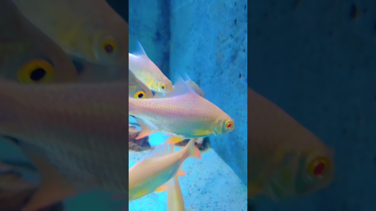 multi color beautiful equarium fish🐟🐟💕💕 