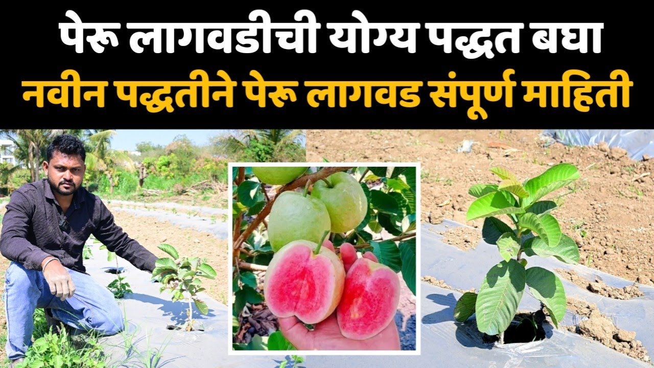 🔶पेरू लागवडीची संपूर्ण माहिती | नवीन पद्धतीने पेरू लागवड कशी करावी | लागवडीची योग्य पद्धत बघा 