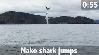 Mako Shark Jumps