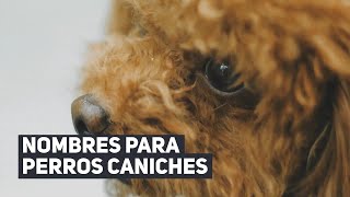 +30 NOMBRES PARA PERROS CANICHES 😍 (HEMBRAS O MACHOS)