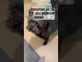 YorkiePoms=BathroomBuddy 🐶#dogshorts #shorts #dog #doglover #funnydogs #cute #trending #fyp