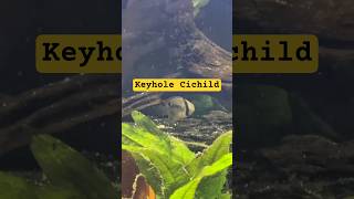 Keyhole Cichild | cichild yang pemalu #faktaunik #ikan #fish