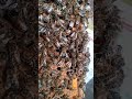 Stonkingly Full. Queen Play Cell. 4th of 9. #honeybees #beekeeping #beekeeper #bees