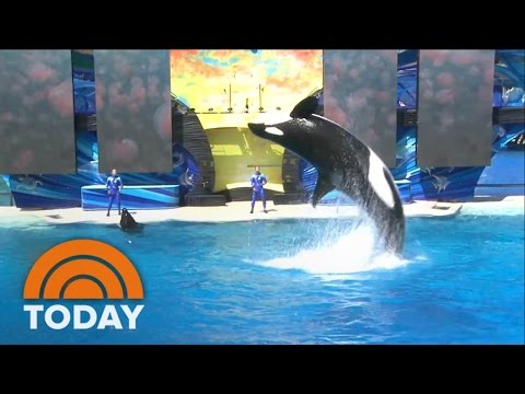 Sea World: No More Killer Whales, But What Does That Really Mean?