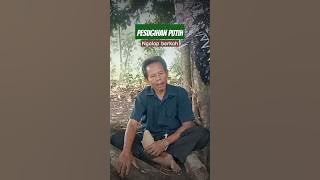 true story of white ritual offerings seeking blessings #true story #persugihan #sacrifice #viral