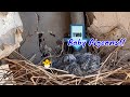 Abandoned Bee Farm and bonus... BABY BIRDS!! -  #maricopa #abandoned #beefarm