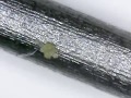 05 mm sketch pencil lead under microscope