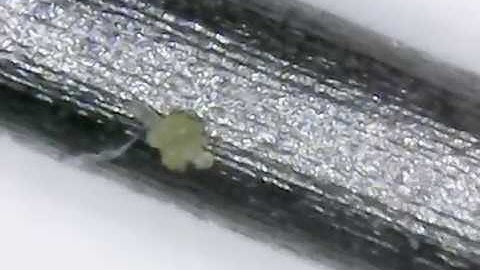 0.5 mm Sketch Pencil Lead under Microscope