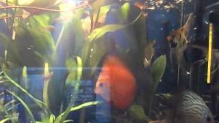 Capture 20141115 1