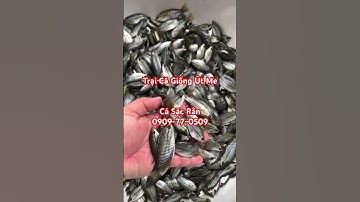 Cá Sặc Rằn Giống Miền Tây 2024. Anh Chị Cần Cá Giống Liên Hệ : 0909-77-0509 #channuoihieuqua