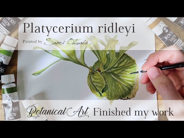 Finished My Artwork Platycerium Ridleyi ビカクシダリドレイ ボタニカルアート Youtube