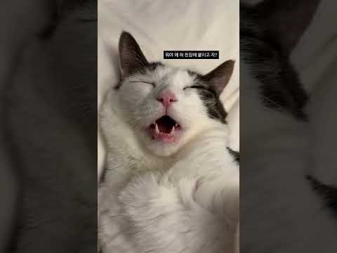 💤😴집사 : 내가 너무 재밌게 놀아줬나..?