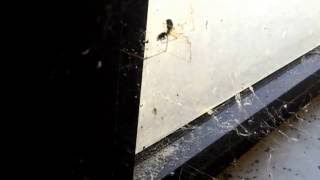 Spider catches Bug in the net