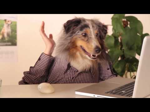 Video: Hund Har Loppor, Fästingar? Din Hunds Lekkamrater Kan Klandras