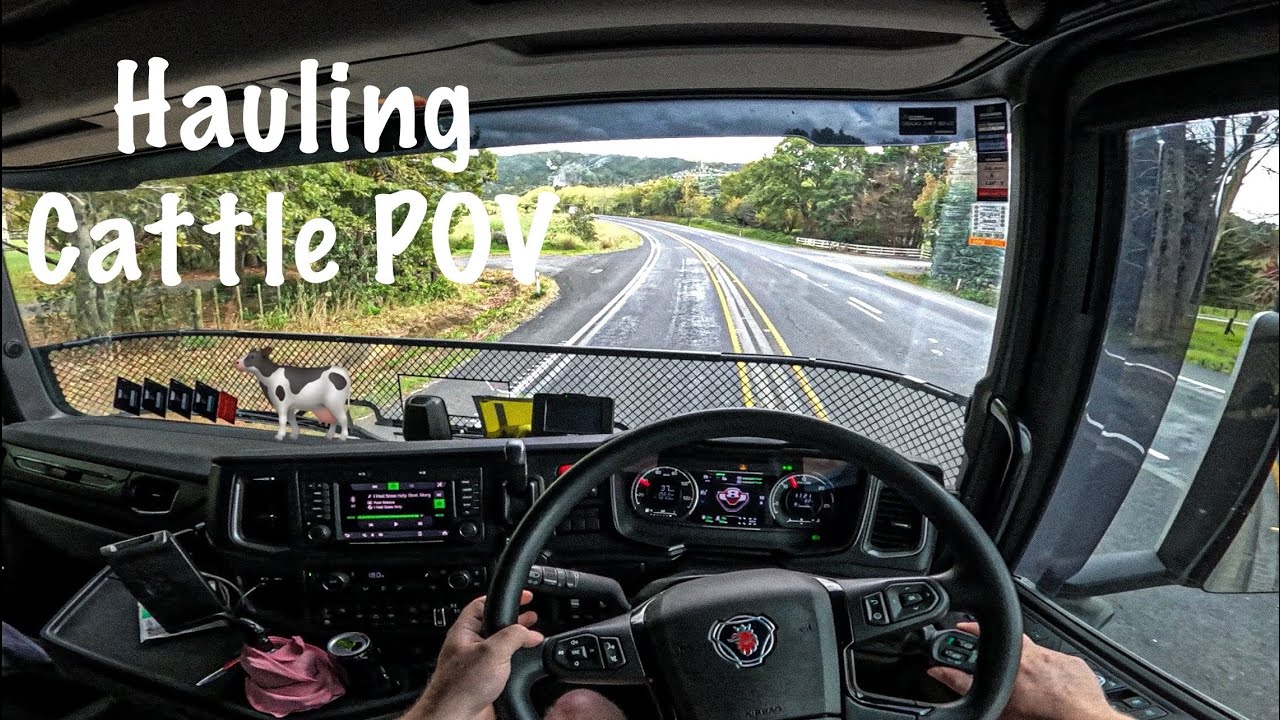 Truck Driver Gopro POV - Hauling Cattle In New Zealand 🐄🇳🇿