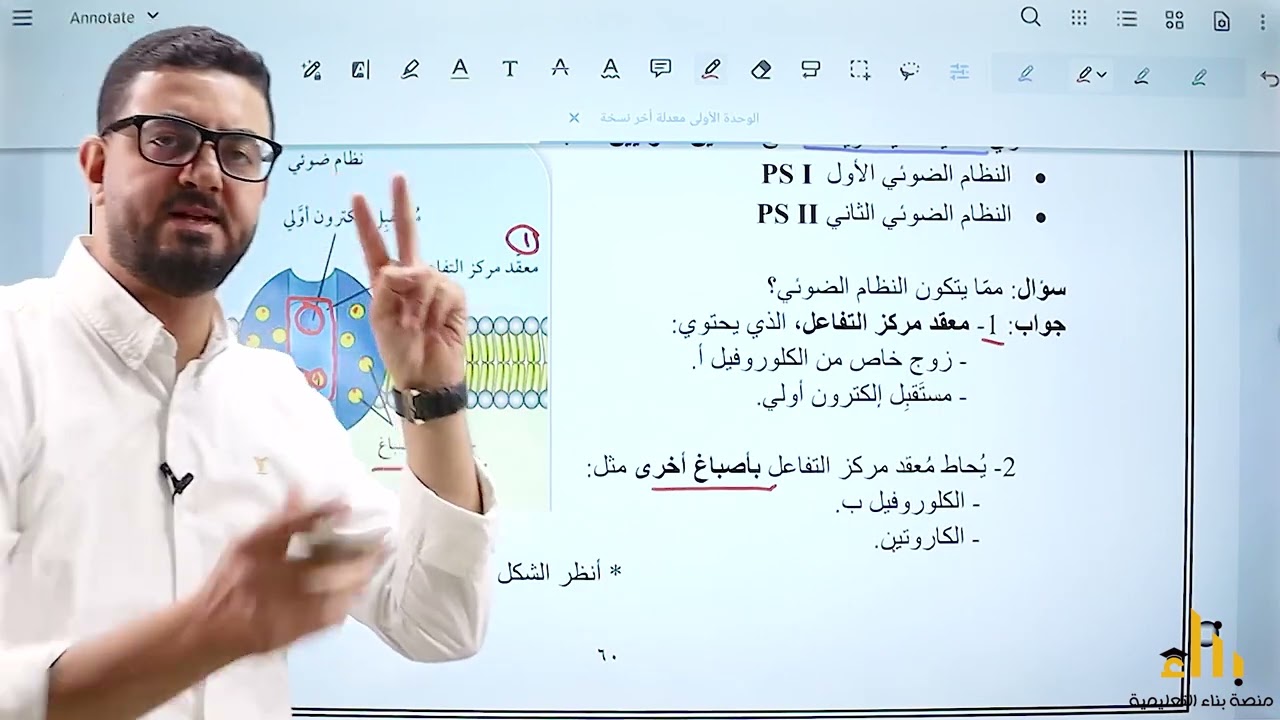 البناء الضوئي (التفاعلات الضوئية الحلقية واللاحلقية)