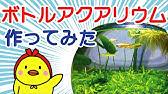 放置型ボトル アクアリウム38ヶ月もの Jarrarium 38months Youtube