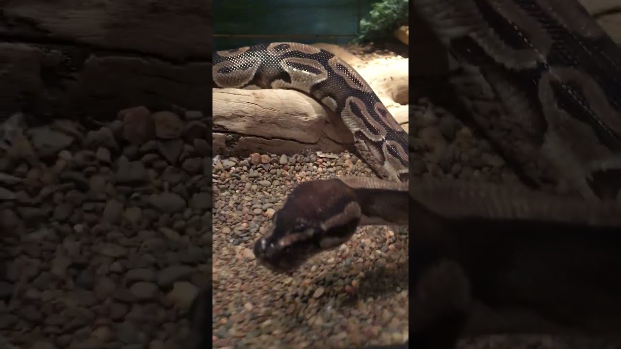 Up Close With Ball Python – Australian Reptile Park