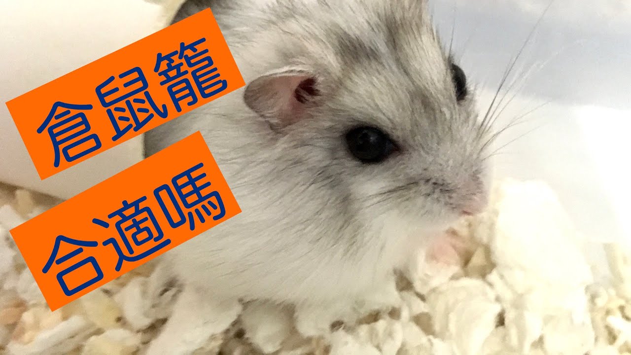 買倉鼠籠要考慮什麼？應該多大？如何解決咬籠問題？