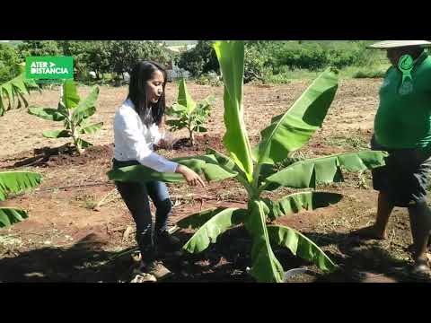 Vídeo: Quais são os requisitos de fertilizantes de banana: dicas sobre alimentação de bananeiras