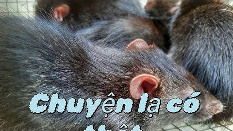 Chuyện lạ có thật đặt bẫy Chuột mà dính cá lóc Hòa Nguyễn Chuột đồng