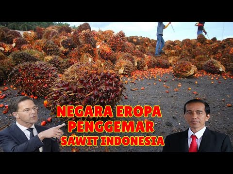 Video: Pameran Dagang Inggris Tumpang Tindih 'tidak Akan Terjadi Lagi' - ELSPA