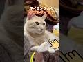 Double Tap Beat！パート12#DoubleTapBeat#ちゃちゃまる #cat #catvideos #猫#shortsvideo #虹深ぬふ