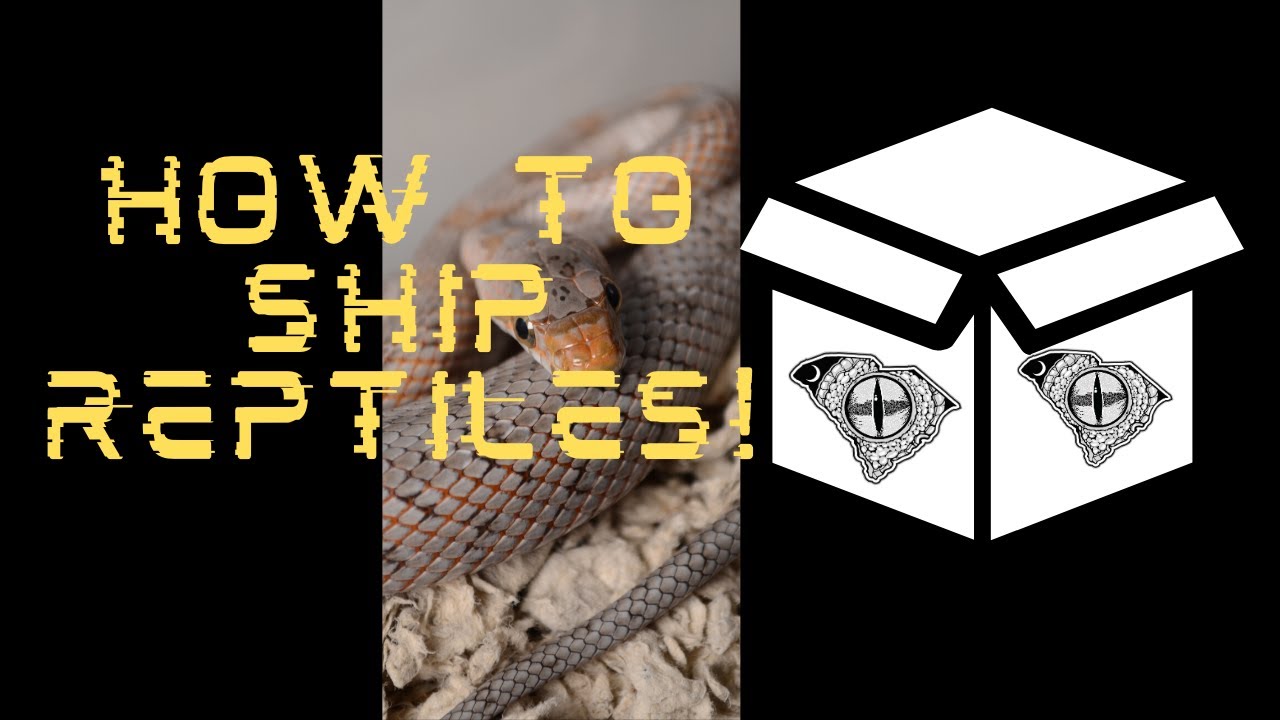 How To Ship Reptiles - YouTube