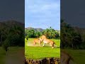 #subscribe #trending #lion #pleasesubscribeformore