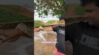 Python lover exploring the wild side of Sri Lanka 🐍🐘🌿 #travel #trending #viral #foryou #shorts