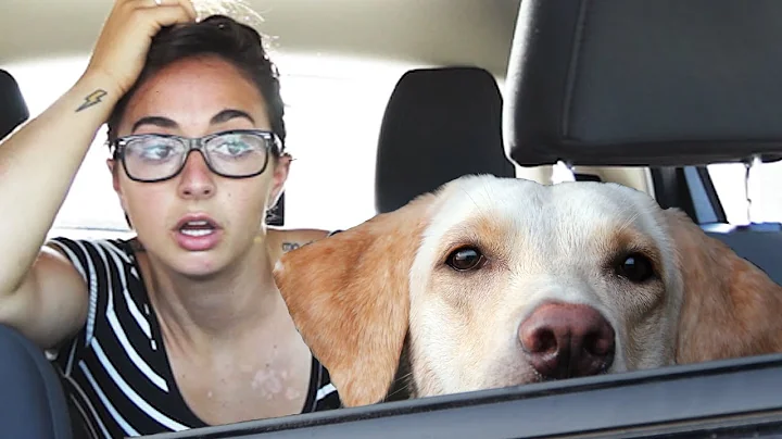 How Long Can You Leave Your Dog In The Car? - DayDayNews