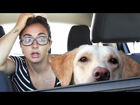 How Long Can You Leave Your Dog In The Car?