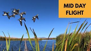 WE MOVED MID MORNING… It Paid Off (CA DUCK HUNTING) 