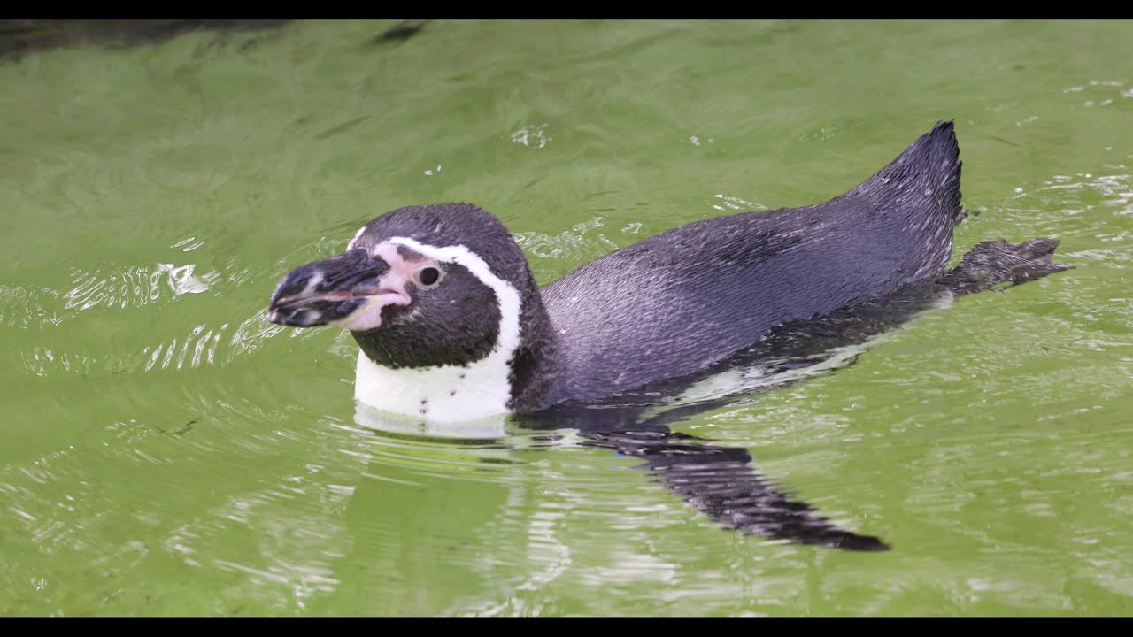 So lustig ist das Pinguin-Leben in Berlin