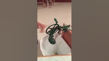 Apple peeler in action