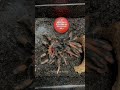 Abdomegaphobema mesomelas (costa rican red leg tarantula) juvenile male moulting
