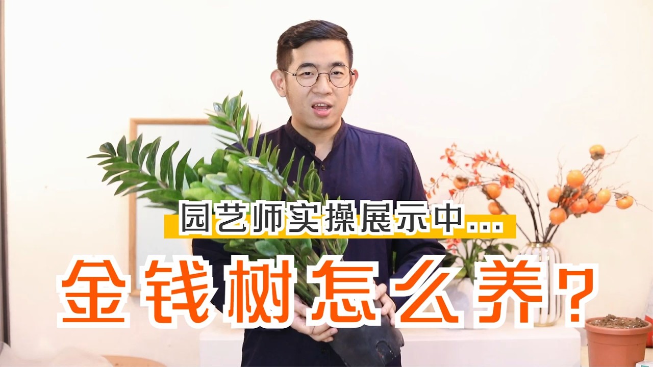 金钱树怎么养？园艺师教你，金钱树的详细养护技巧