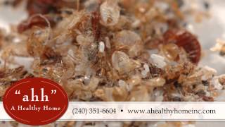 A Healthy Home | Pest Control in Silver Spring