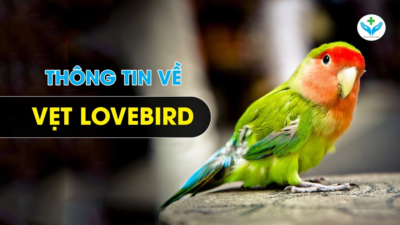 Thông tin về vẹt Lovebird┃Agridoctor.vn┃Bác sĩ nông nghiệp - YouTube
