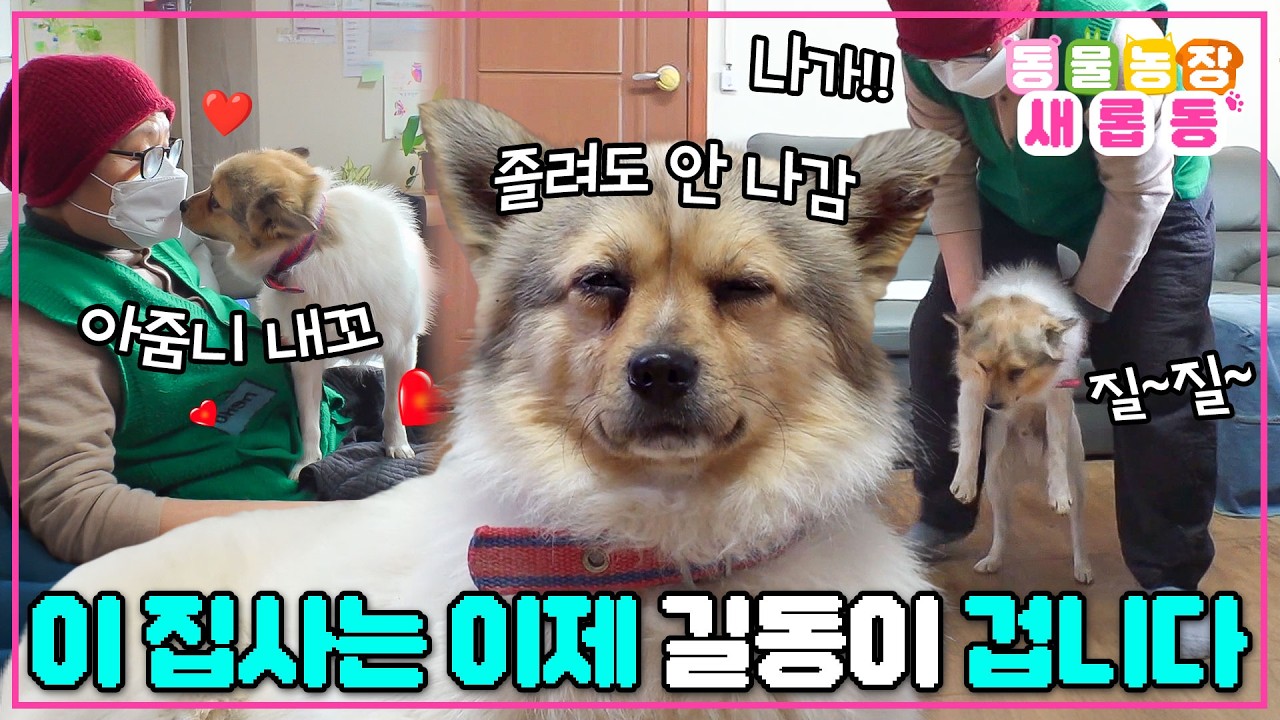 [#새롭동물농장] 오늘부터 내 집이동! 남의 집 점령하고 나갈 생각 없는 뻔뻔한 길동이/ EP.1261 #TV동물농장 #AnimalFarm #SBSstory