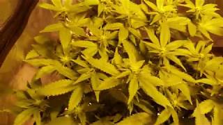 S:4 Ep:4 KC/LB Indoor Cannabis Grow 2019