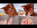 Reaction Videos Angry Cats  | Try Not To Laugh