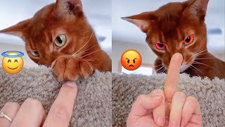 Reaction Videos Angry Cats  | Try Not To Laugh by Cats Are the Best Pets 383,695 views 2 years ago 7 minutes, 50 seconds