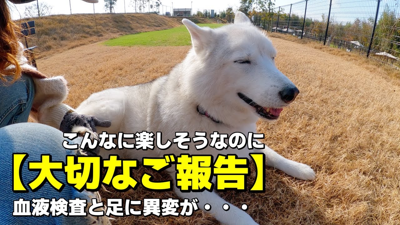 シベリアンハスキーの血液検査の結果と、足の異変。8歳の愛犬への向き合い方